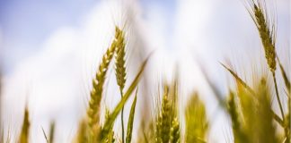 Golden Promise vs Maris Otter: Settling the Debate for Once and All