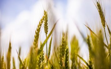 Golden Promise vs Maris Otter: Settling the Debate for Once and All