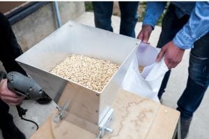 Homebrewing and victory malt substitutes