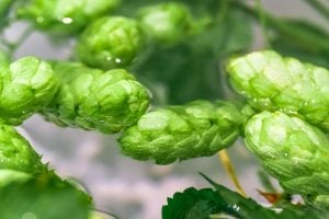 How to whirlpool hops