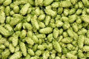 South african hops