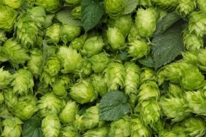 South african hops best in the world