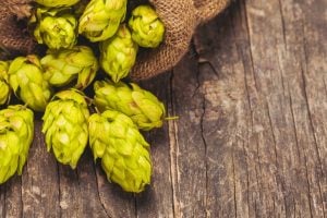 South african hops different beer tastes