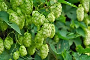 What is double dry hopping in brewing