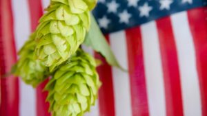 American hops for beer