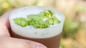Citra IPA Recipe: Complete Guide for Fruity IPA Goodness