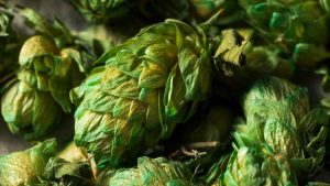 Hop varieties for beer