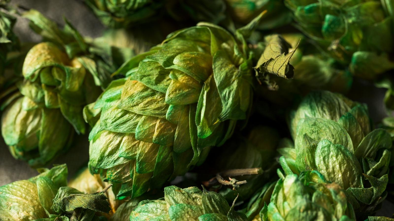 Types of Hops Examining Distinctive Hop Strains and Their Features