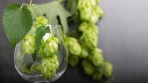 Types of hops