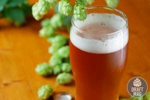 Best IPA Beer: What Are the Best IPA Beers Available?