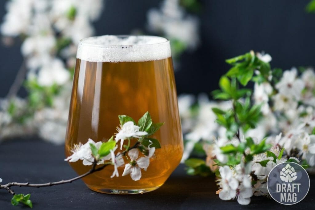 Best Low Calorie IPA A Detailed Guide to Ales With the Least Calories