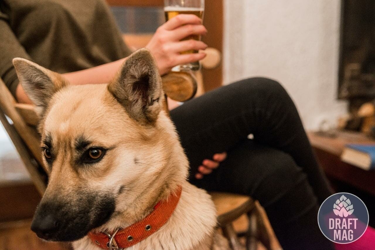 Denver dog friendly brewery