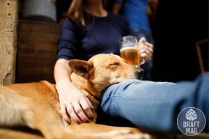 Dog friendly brewery denver