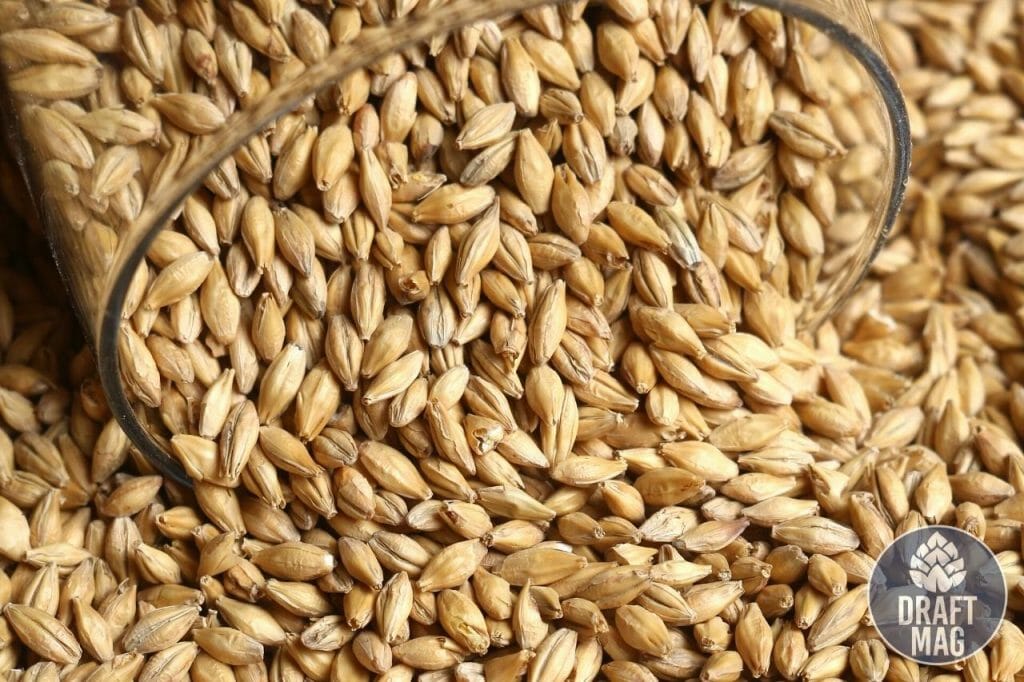 What Does Malt Taste Like A Complete Guide to This Beer Ingredient
