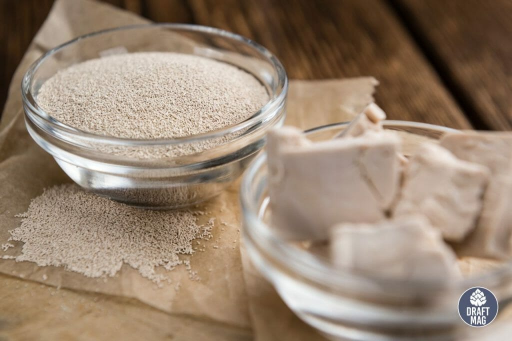 Bakers Yeast vs Brewers Yeast different types of yeast