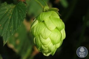 Fresh Hop Cinema Podcast