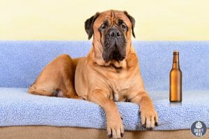 Beer Names for Dogs Ale