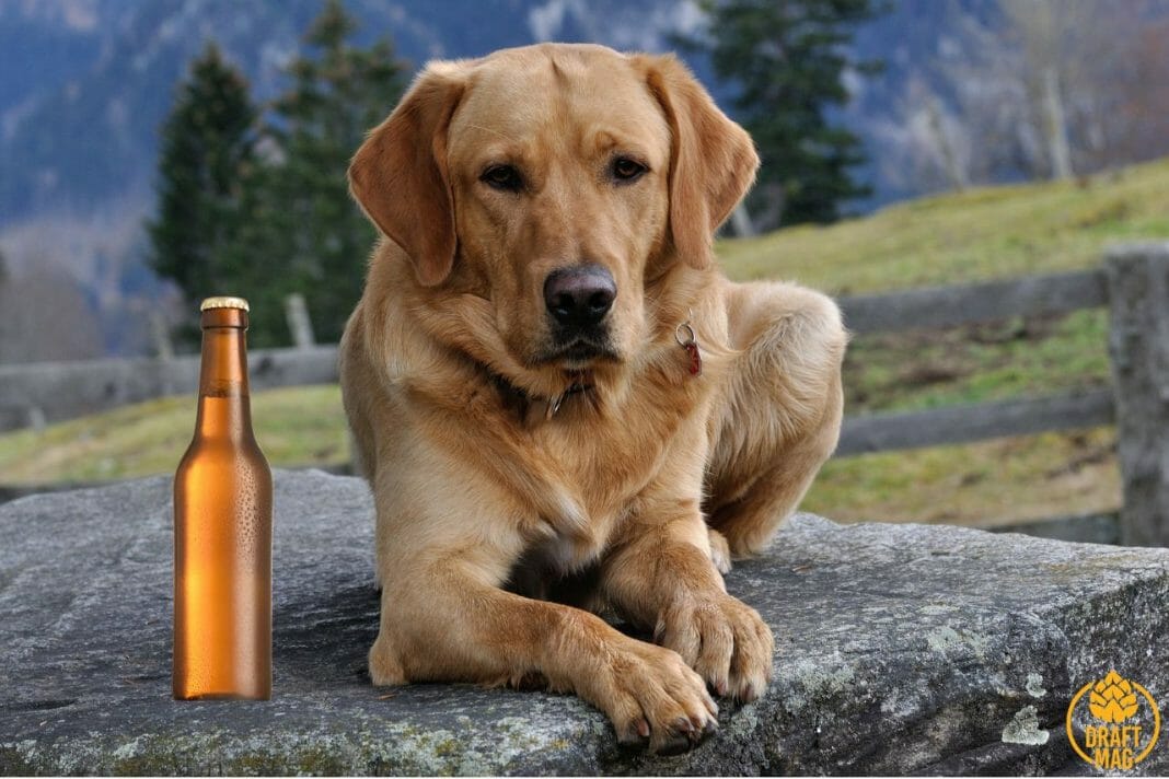 30 Beer Names for Dogs Get Inspired by Beer and Beer Brands