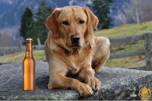 Beer Names for Dogs Amber