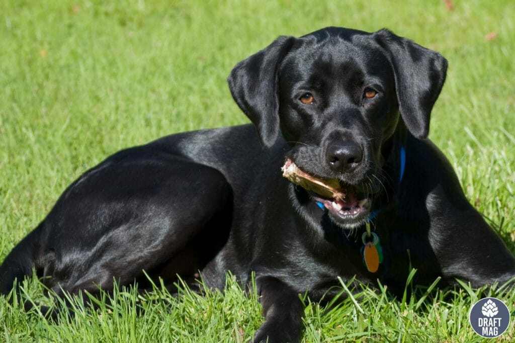 30 Beer Names For Dogs Get Inspired By Beer And Beer Brands