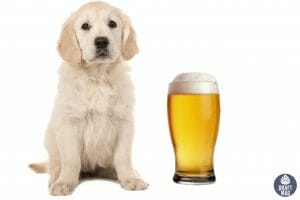 Beer Names for Dogs Blonde Ale