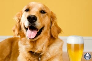 Beer Names for Dogs Blondie