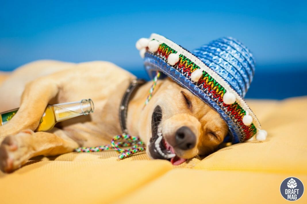 30 Beer Names for Dogs Get Inspired by Beer and Beer Brands