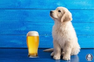 Beer Names for Dogs Chasing Tail Golden Ale