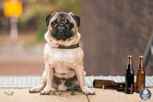 Beer Names for Dogs Chinook