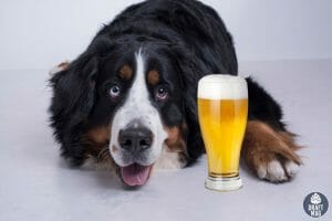 Beer Names for Dogs Colt
