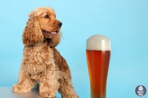 Beer Names for Dogs Deschutes