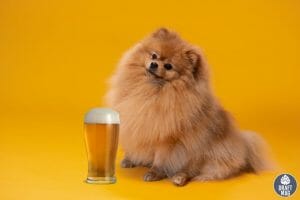 Beer Names for Dogs Honey