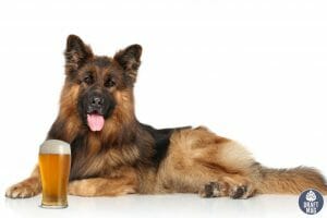 Beer Names for Dogs Hop Scotch