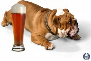 Beer Names for Dogs India