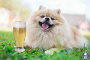 Beer Names for Dogs La Rossa