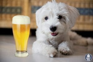 Beer Names for Dogs Maltese Falcon