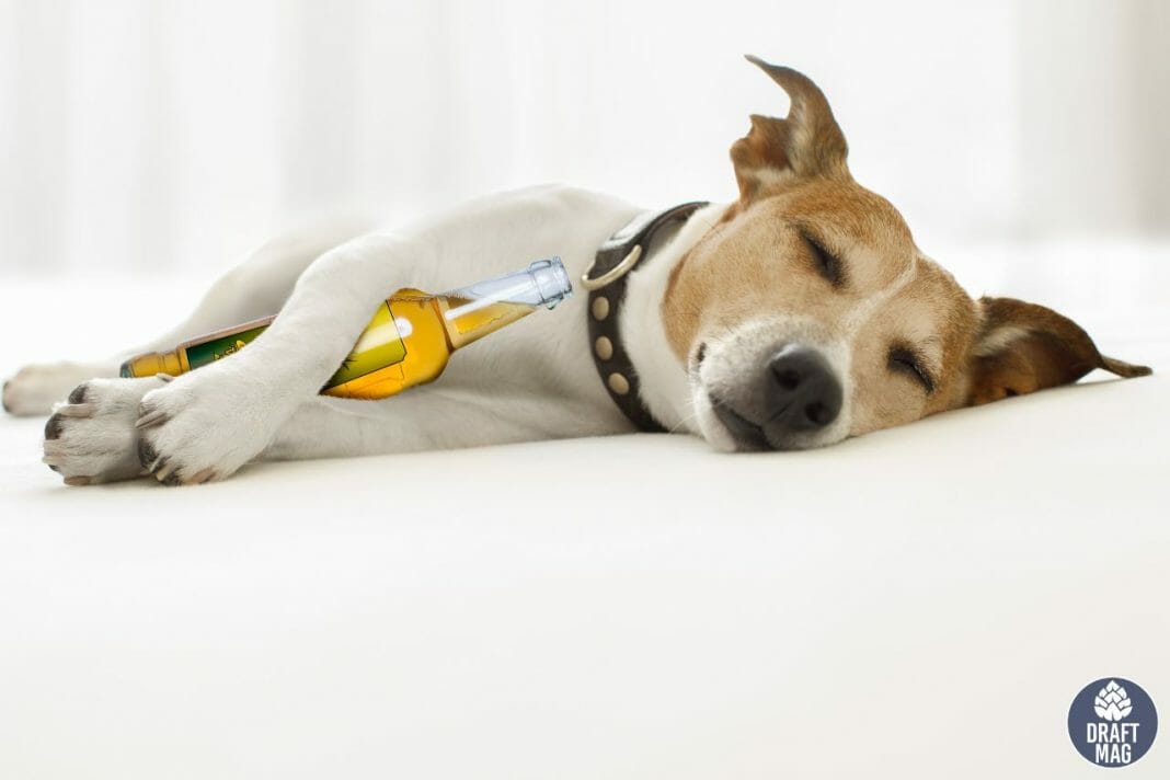 30 Beer Names for Dogs Get Inspired by Beer and Beer Brands