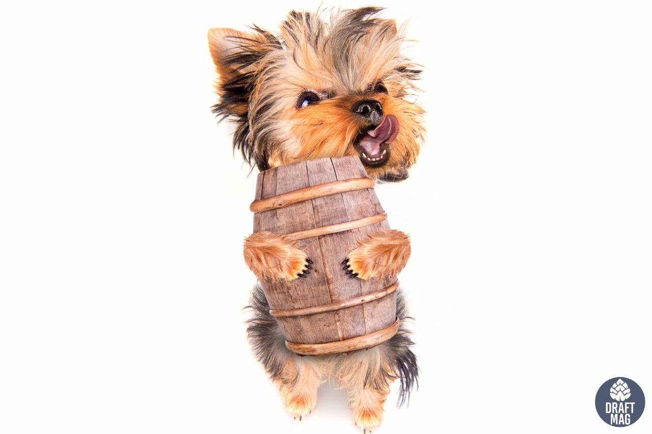 30-beer-names-for-dogs-get-inspired-by-beer-and-beer-brands