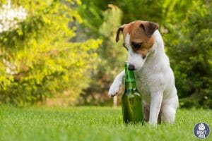 Beer Names for Dogs Six Pack or Pup