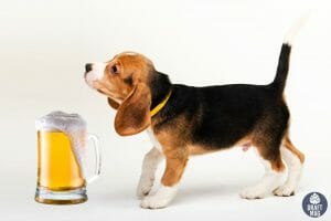Beer Names for Dogs Stella