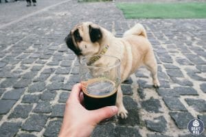 Beer Names for Dogs Stout