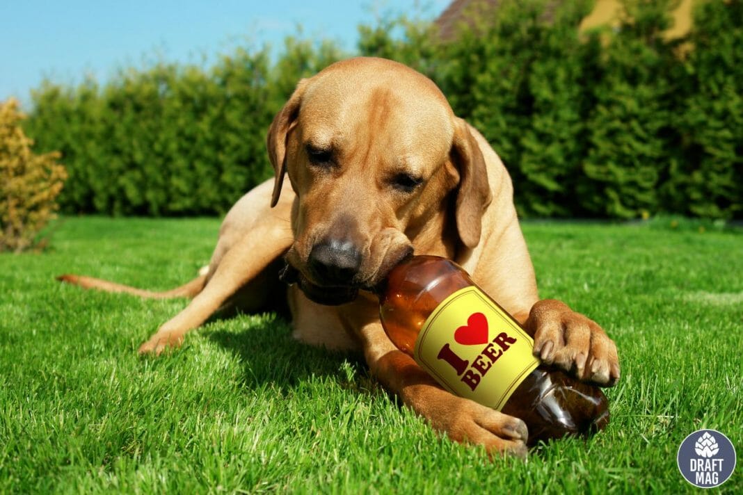 30 Beer Names For Dogs Get Inspired By Beer And Beer Brands