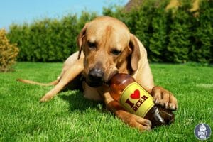 Beer Names for Dogs list