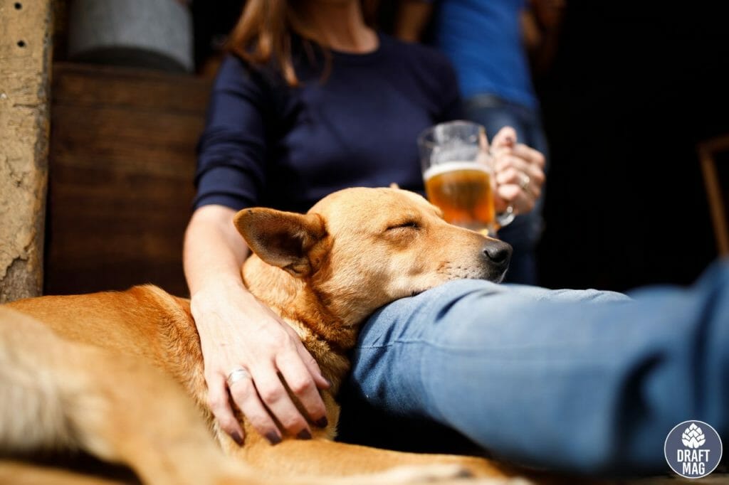 Beer Names for Dogs we will help you choose