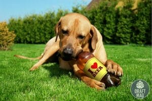 Breweries in Duluth MN Pet friendly Area