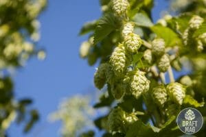 Cascade hops origin