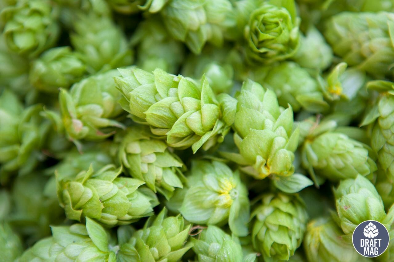 Cascade Hops Guide: Everything About This Unique and Zesty Hop