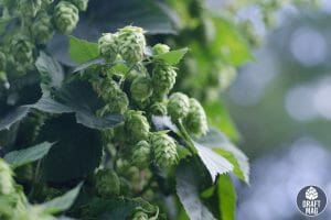 Cascade hops everything you should know