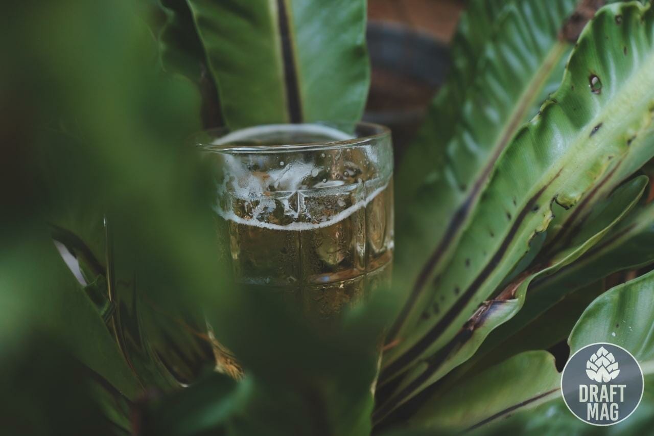 Goose Island Lost Palate Review Should You Try This Juicy IPA?