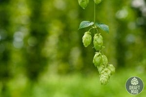 Nelson sauvin hops origin